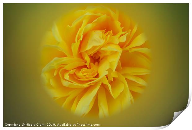 Yellow Rose Print by Nicola Clark