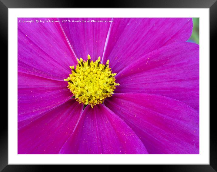 A close up of view of a garden cosmos  Framed Mounted Print by Joyce Nelson