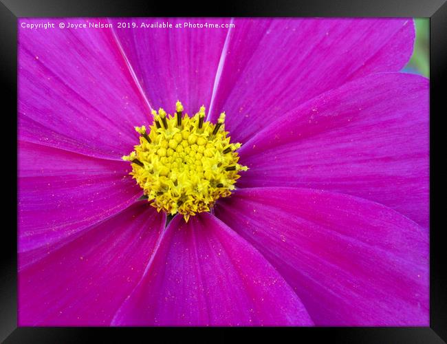 A close up of view of a garden cosmos  Framed Print by Joyce Nelson
