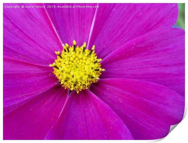 A close up of view of a garden cosmos  Print by Joyce Nelson