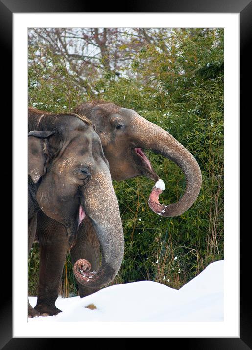 Smiling Elephants eating snow! Framed Mounted Print by Andrew Michael