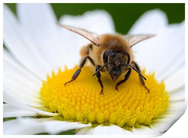 Honey bee Print by David Neighbour