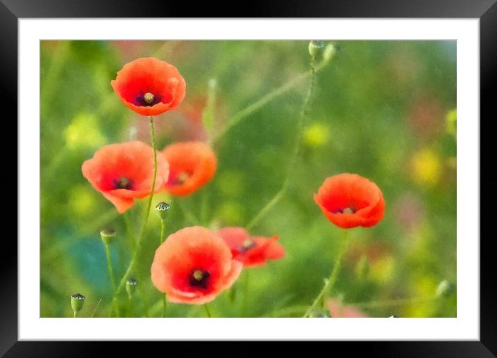 Red Poppies in a field Framed Mounted Print by Andrew Michael