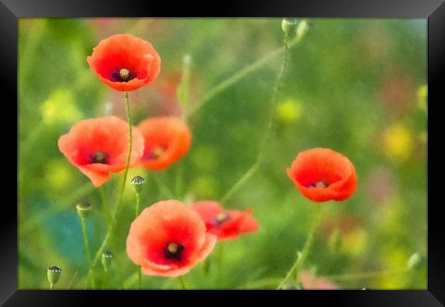 Red Poppies in a field Framed Print by Andrew Michael