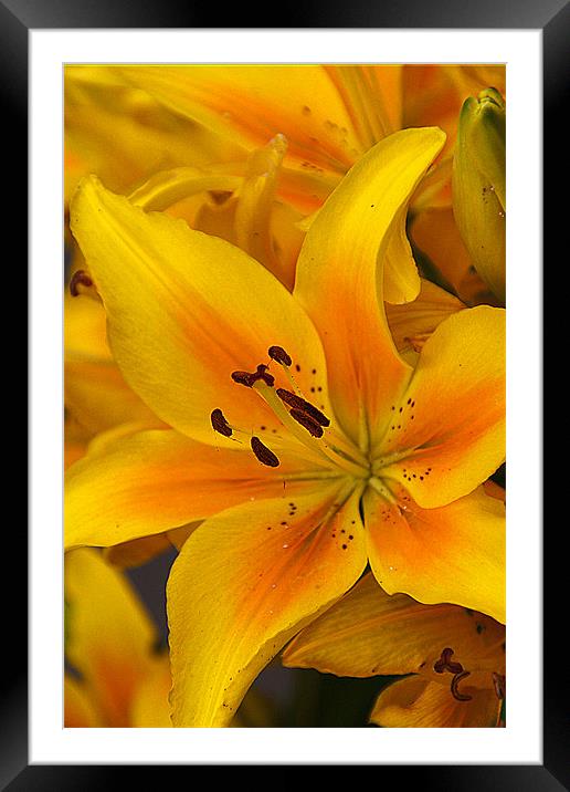 Lily Framed Mounted Print by Brian Beckett