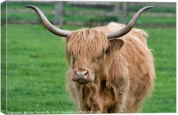 highland cattle Canvas Print by Alan Tunnicliffe