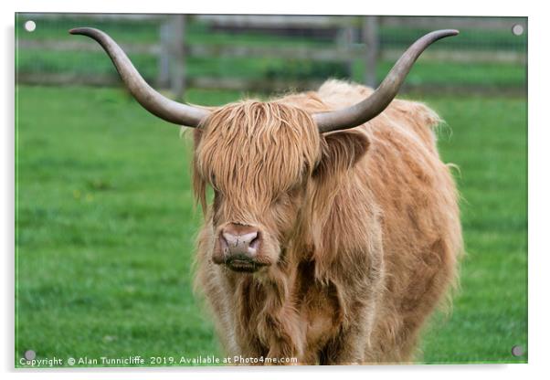 highland cattle Acrylic by Alan Tunnicliffe