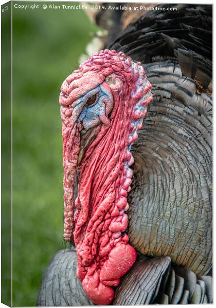 close up of a turkey Canvas Print by Alan Tunnicliffe