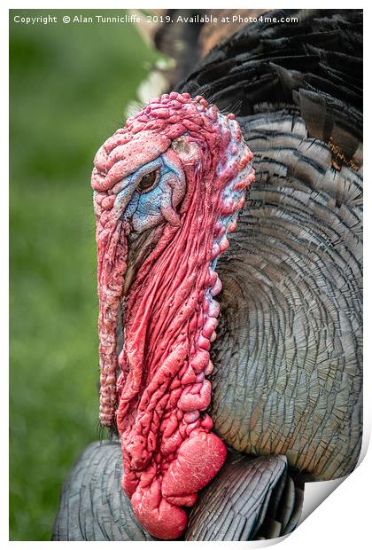 close up of a turkey Print by Alan Tunnicliffe