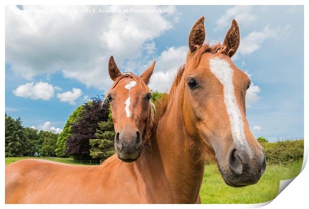 Braveheart and Molly Print by Richard Laidler