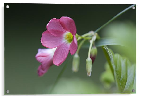 Pink Flower Acrylic by Brian Beckett