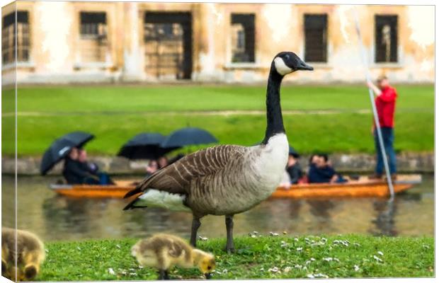 Canadian goose with newly born baby goslings Canvas Print by Andrew Michael