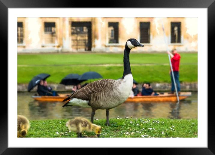Canadian goose with newly born baby goslings Framed Mounted Print by Andrew Michael