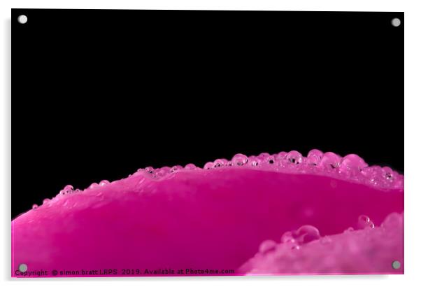 Close up water drops on flower petal Acrylic by Simon Bratt LRPS