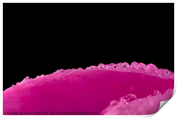 Close up water drops on flower petal Print by Simon Bratt LRPS