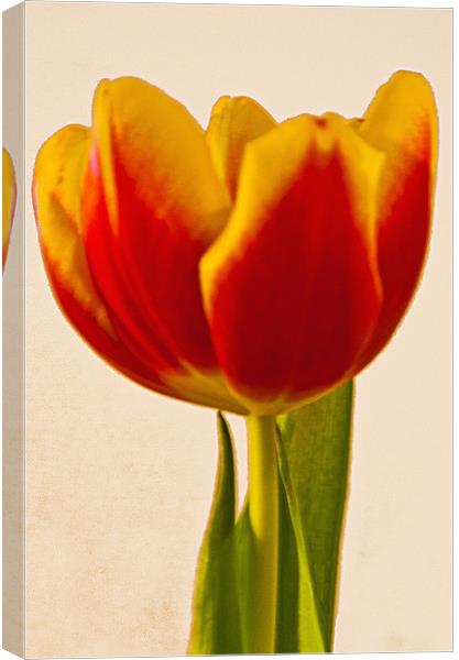 Tulip Canvas Print by Brian Beckett