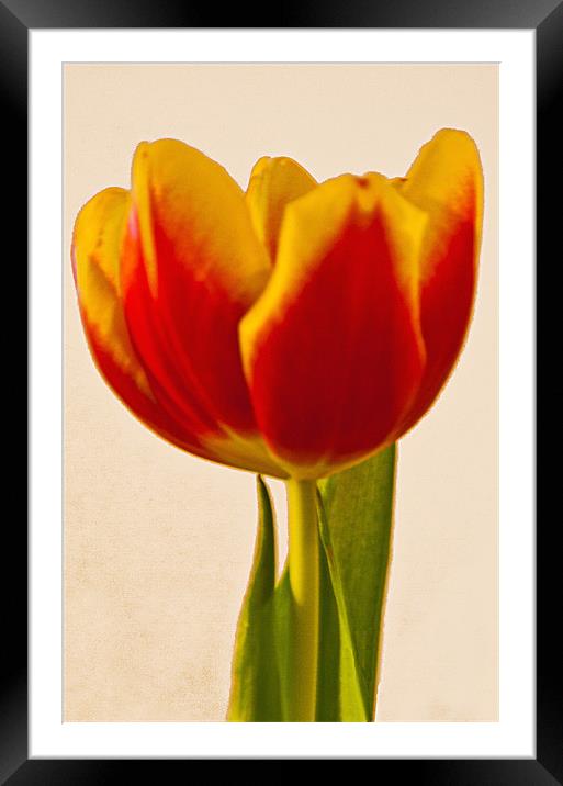 Tulip Framed Mounted Print by Brian Beckett