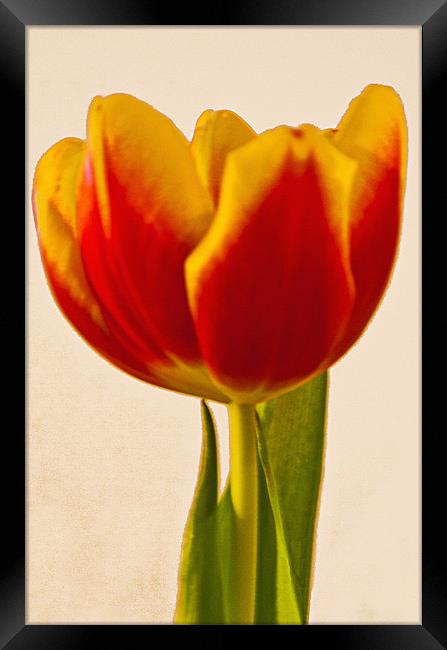 Tulip Framed Print by Brian Beckett