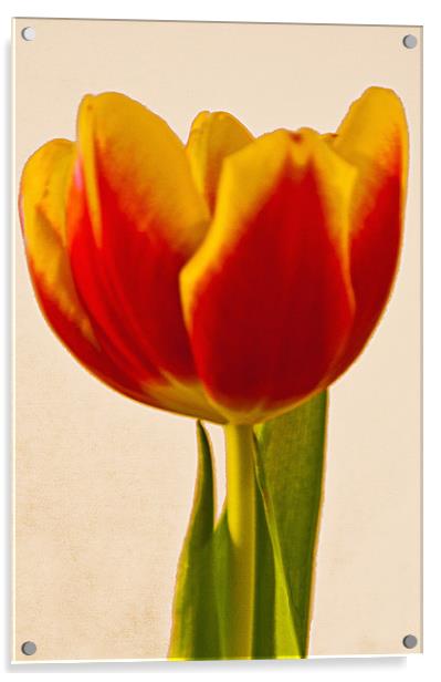 Tulip Acrylic by Brian Beckett