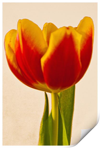 Tulip Print by Brian Beckett