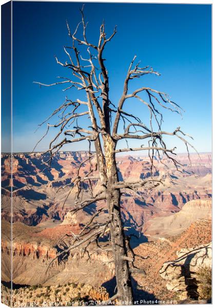 Dead Tree - Grand Canyon Canvas Print by Steve Thomson