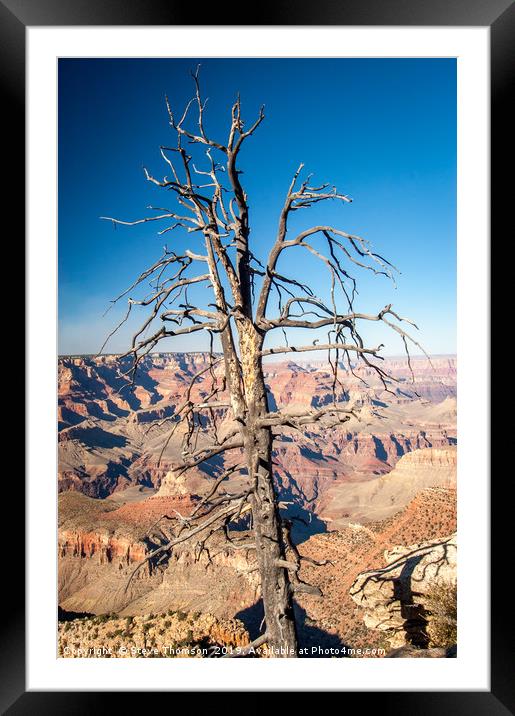 Dead Tree - Grand Canyon Framed Mounted Print by Steve Thomson