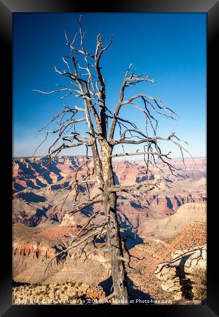 Dead Tree - Grand Canyon Framed Print by Steve Thomson