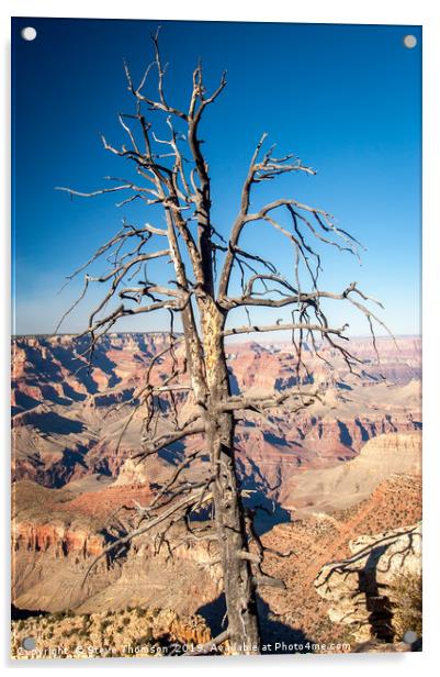 Dead Tree - Grand Canyon Acrylic by Steve Thomson