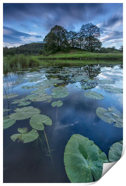 Lily pads and reflections Print by Jed Pearson