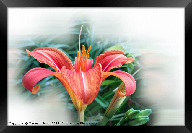 orange lily Framed Print by Marinela Feier