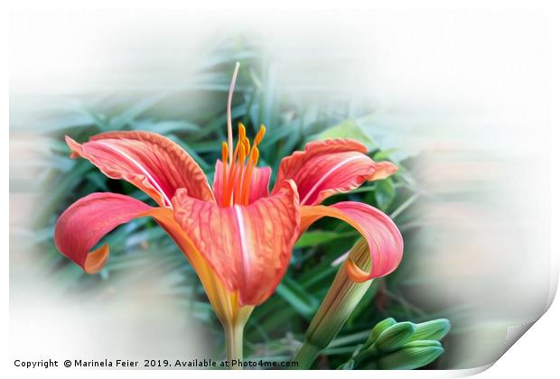 orange lily Print by Marinela Feier