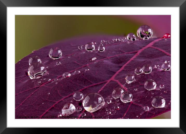 Cotinus leaf macro with water droplets beeding mac Framed Mounted Print by Simon Bratt LRPS