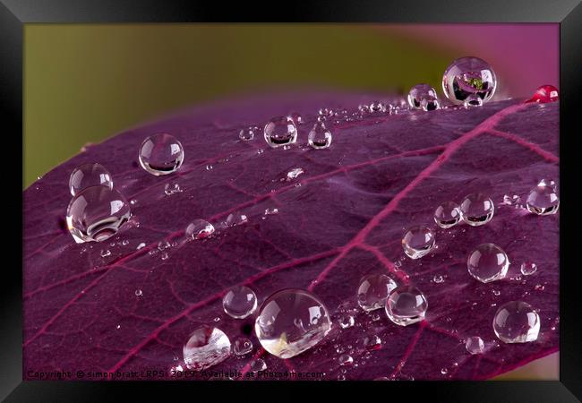 Cotinus leaf macro with water droplets beeding mac Framed Print by Simon Bratt LRPS
