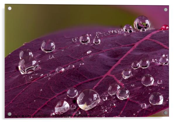 Cotinus leaf macro with water droplets beeding mac Acrylic by Simon Bratt LRPS