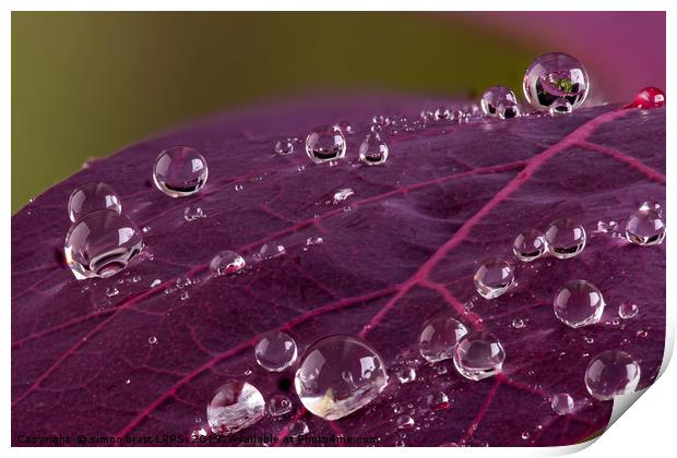 Cotinus leaf macro with water droplets beeding mac Print by Simon Bratt LRPS
