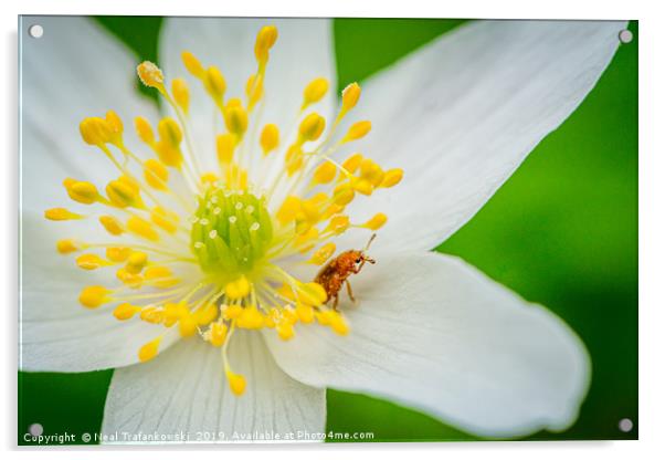 Wayland Wood Spring Flower Acrylic by Neal Trafankowski