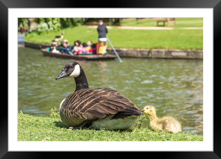 Canadian goose with baby gosling in Cambridge Framed Mounted Print by Andrew Michael