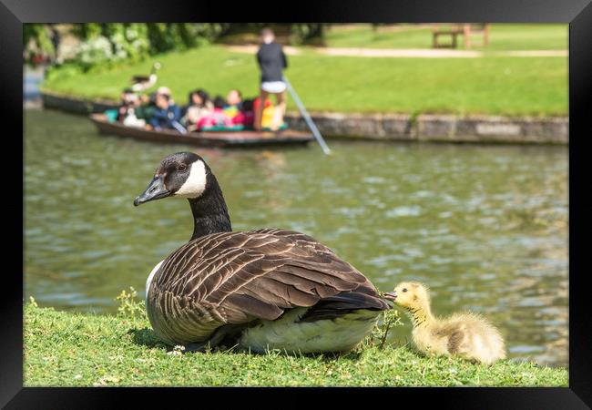 Canadian goose with baby gosling in Cambridge Framed Print by Andrew Michael