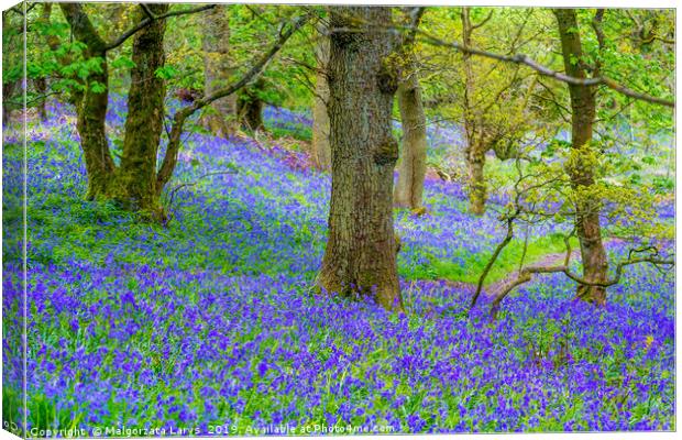 Beautiful bluebells in the forest of Scotland Canvas Print by Malgorzata Larys