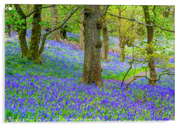 Beautiful bluebells in the forest of Scotland Acrylic by Malgorzata Larys