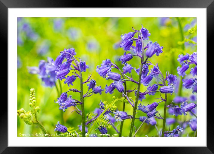 Beautiful bluebells in the forest of Scotland Framed Mounted Print by Malgorzata Larys