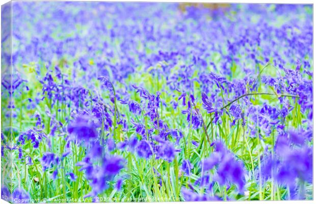 Beautiful bluebells in the forest of Scotland Canvas Print by Malgorzata Larys