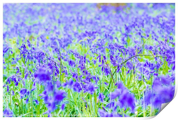Beautiful bluebells in the forest of Scotland Print by Malgorzata Larys