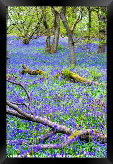 Beautiful bluebells in the forest of Scotland Framed Print by Malgorzata Larys