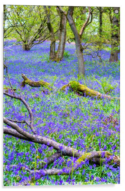 Beautiful bluebells in the forest of Scotland Acrylic by Malgorzata Larys