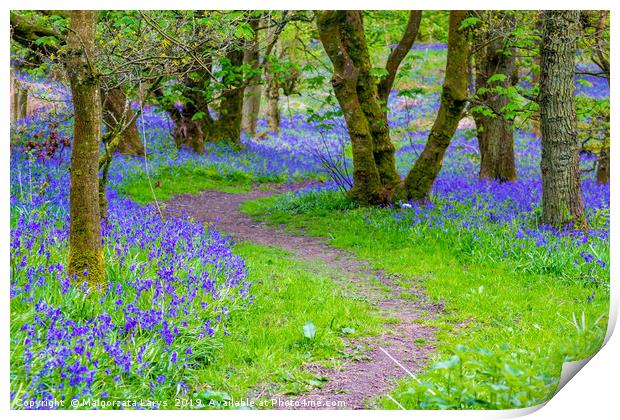Beautiful bluebells in the forest of Scotland Print by Malgorzata Larys