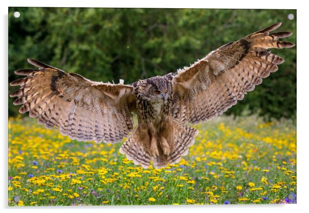 Eagle owl  (Bubo bubo)  Acrylic by chris smith