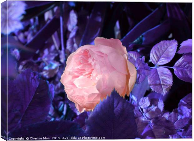 A single pink rose flower Canvas Print by Cherise Man