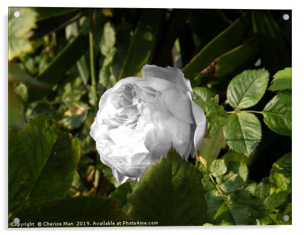 A single rose flower Acrylic by Cherise Man