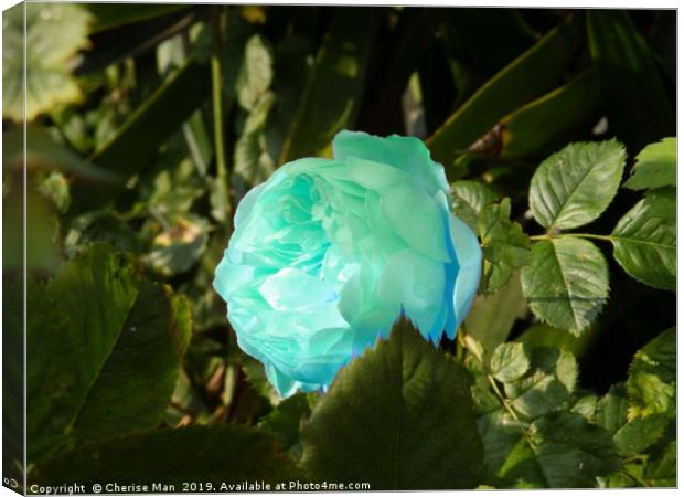 A single blue rose flower Canvas Print by Cherise Man